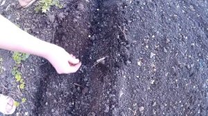 Когда Сажать Кукурузу ?! Посадка Семенами в Открытый Грунт.Growing corn.