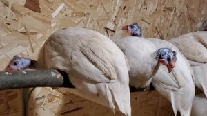 Смартфонов у них нет, поэтому поют песни перед сном....Молодцы, чё :)