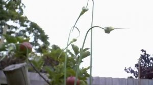 Rocambole garlic stems with aerial bulbils