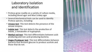 Bacteriology Part 3: Family Enterobacteriaceae: Proteus Spp