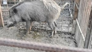 Дикие кабаны чистоплотные звери.  Как дикие кабаны ходят в туалет.