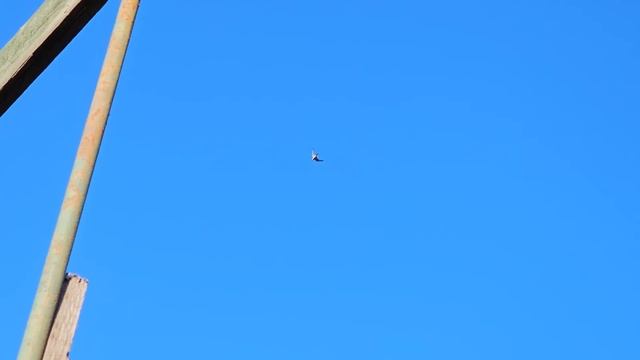 Один козёл и сотня голубей в небе смотреть онлайн