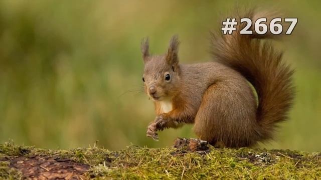 #2667. Белки (В мире животных) смотреть онлайн