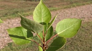 Populus candicans ´Aurora´