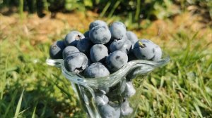 как поливать растения? обзорное видео как часто поливать помидоры, перец огород и сад?