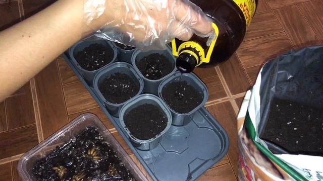 Как правильно посадить ранункулюс (лютик) смотреть онлайн