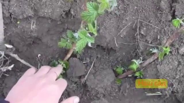 Подрезка малины к зиме смотреть онлайн