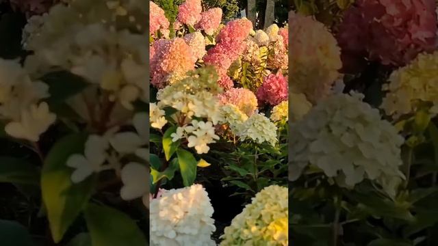 #beautiful #hortensia #hydrangea #hydrangeaflower #гортензия #garden #flower #paniculata #садмечты смотреть онлайн