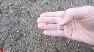 Горчица белая как удобрение.  Спасаем горчицу от воробьев.  Отпугиватель от птиц. Горчица сидерат.