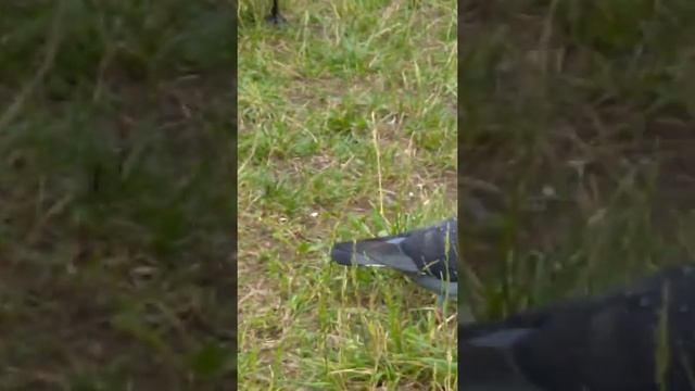 Рыжие уточки в пруду в Парке Покровское-Стрешнево смотреть онлайн