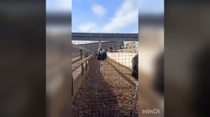 страусиная ферма Казань