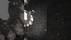 ВЕРМИ ФЕРМА НАЧАЛО!!!!! ККЧ ДЕНДРОБЕНА ВЕНЕТА.Разведение червей.