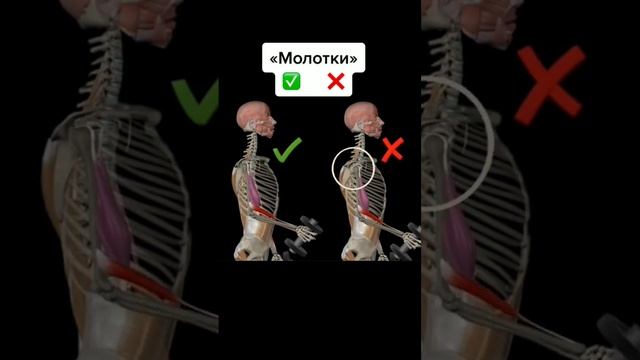 Упражнение "молотки" с гантелями #биомеханика #гантели #диета #спорт #приседания #упражнения