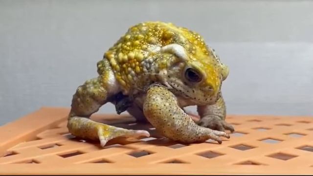 Жаба сняла кожу. The toad took off the skin. #Shorts смотреть онлайн