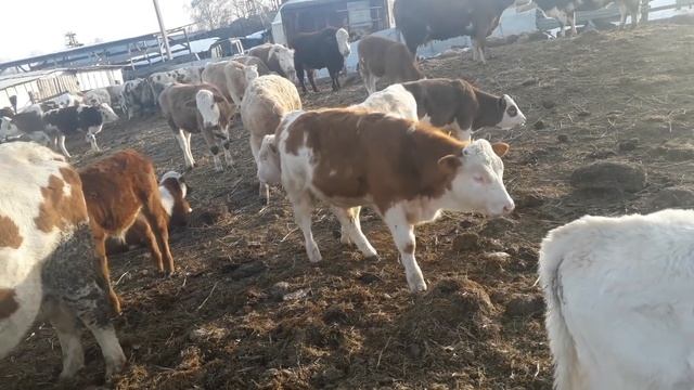 Симменталы. КФХ МЖЕЛЬСКАЯ СВЕТЛАНА ИВАНОВНА. Обзор хозяйства. Моцион. смотреть онлайн