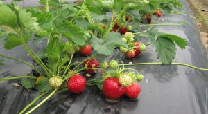 И в саду, и в огороде - 26.07.21 Земляника садовая