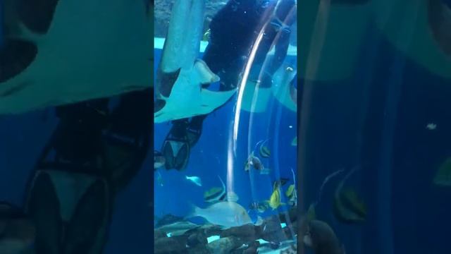 Sharjah Aquarium feeding stingrays / океанариум в Шардже кормление скатов