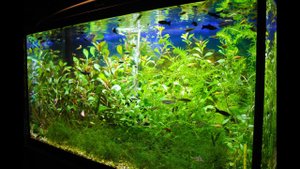 Посадил аквариумные растения из теплицы в аквариумы