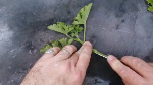 How to take pelargonium cuttings