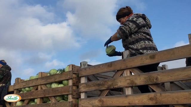 Панацея от всех болезней - самый популярный продукт весной! КХ Михаила Шруба смотреть онлайн