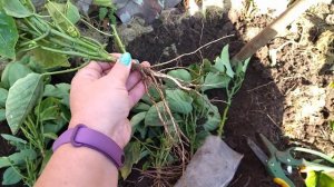 Гранадилла. Готовимся к зиме.