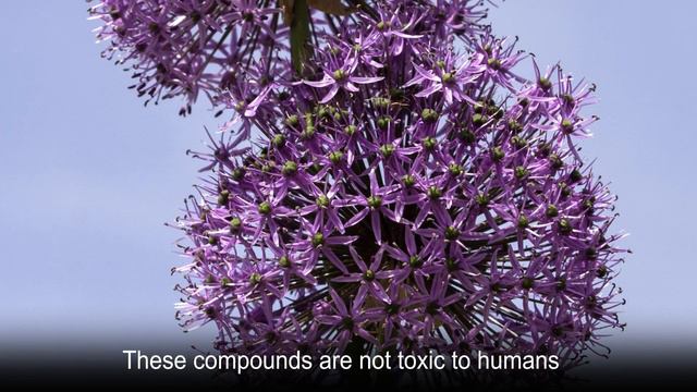 Unity, Humility, Patience--Giant onion смотреть онлайн