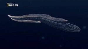 Строение мурен (сем. Muraenidae), на примере ячеистой мурены (Gymnothorax favagineus).