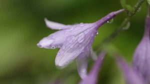 Видео для релаксации