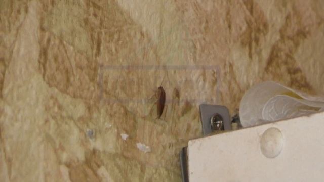 Тараканы в квартире или доме ➤ Как ИЗБАВИТЬСЯ от тараканов? ☠ Лучшее средство от тараканов смотреть онлайн