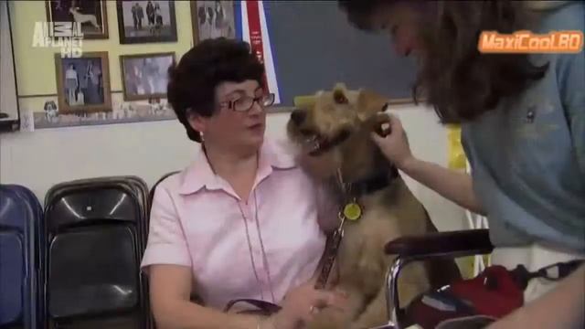 Порода собак Эльдертерьер смотреть онлайн