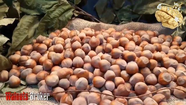 Intensive walnut variety John Poker. Best variety of walnut. Growing walnuts Walnuts Broker смотреть онлайн