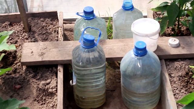 Перцы и баклажаны в поликарбонатной теплице 2015 смотреть онлайн