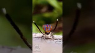Наряд самца павлиньего паука в первую очередь служит для привлечения самок.