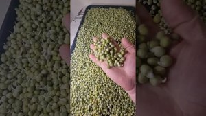 Горох сорт, Мадрас. 3 день проросткам, будем сажать!