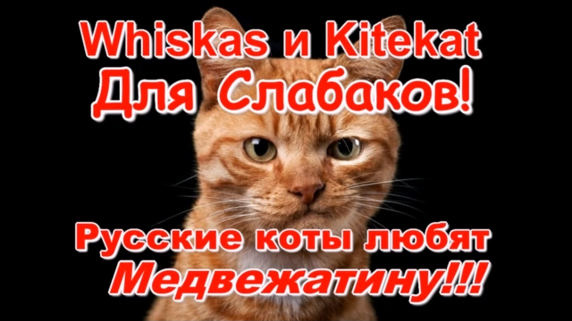 Whiskas и Kitekat Для Слабаков! Русские коты любят Медвежатину!!!