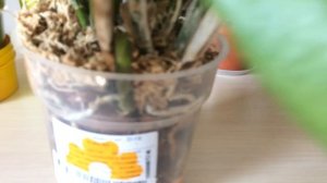 Орхидея Каттлея Wolkerinter. Правильный уход и полив каттлеи для того, чтобы она 100% зацвела!