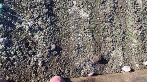 Сажаю под зиму чеснок Добрыня,Любаша Грибовский и свой сорт.