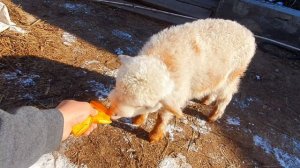 Горный Алтай, Акташ маральник май праздники