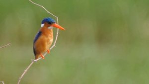 Strangest Spider Species In The World