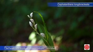 П – Пыльцеголовник длинноприцветниковый