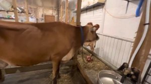 Плохих Джерсейских коров НЕТ! Хозяин виноват что корова некультурная! Плохих Джерси мы создаем сами