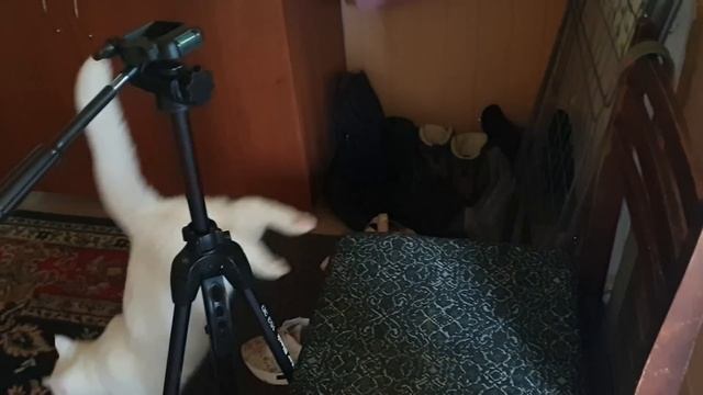 Муж ОСТАВИЛ одну ПОПКУ ? | Бахнула МИКРОВОЛНОВКА ? | Как ПРОЩЕ постричь КОГТИ? ? смотреть онлайн