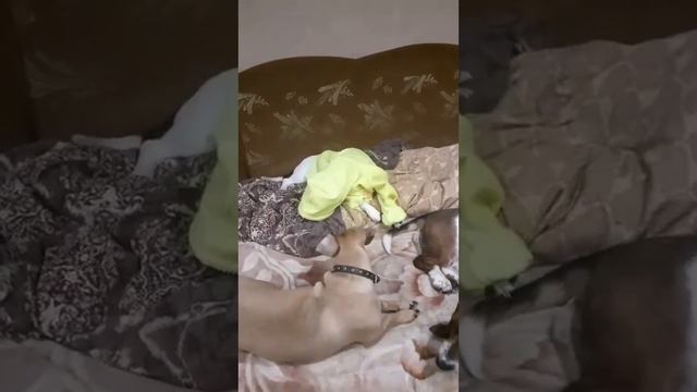 ВЕЧЕРНЯЯ ПРОГУЛКА ,ПОД СТАРЫЙ НОВЫЙ ГОД. смотреть онлайн