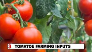 How To Start a Tomato Farming Business in Africa | BUSINESS PLAN (PDF, WORD & EXCEL