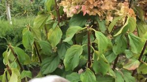 Обрезаю гортензии на зиму. Только шапки режу,остальное на весеннее черенкование пойдёт.#гортензии