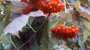 Калина красная ягода