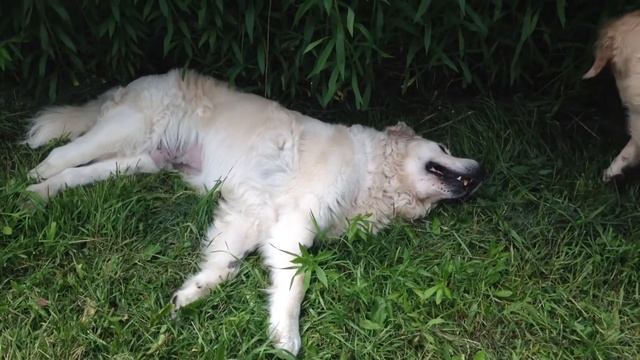 Старк смотреть онлайн