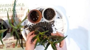 реанимируем алоэ