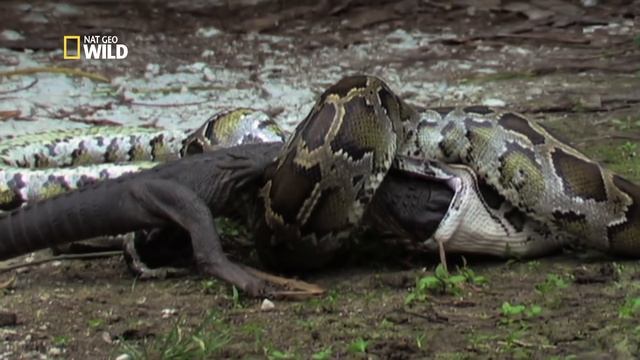 Un python avale un alligator vivant смотреть онлайн