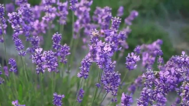 55)Очищение дома, помещения от сихра,подклада.